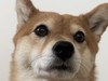 choikoge_shiba