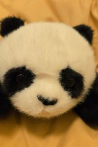 周圍去的小李子
