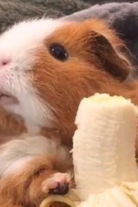 ruru51 ＪＲ西日本グループ ヴィアイン秋葉原 クーポン