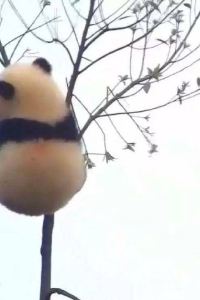 彭QQ子子