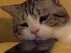 polami