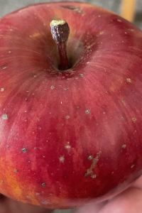 食べるために旅行する人 台北洛碁大飯店-中華館優惠