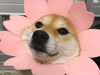 꼬볼
