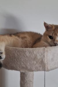 Tsubaki Akai 北天の丘 あばしり湖鶴雅リゾート クーポン