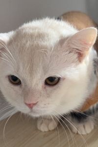 Hua.H 豐中精品花園大阪國際機場酒店優惠