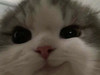 minshie