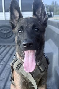 Alisss 新加坡聖淘沙名勝世界歐芮飯店優惠