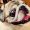 Happy Pug