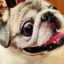 Happy Pug
