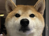 papyun
