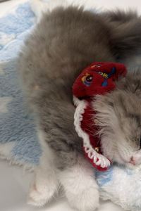 yanyanian 大理藍棲客棧優惠