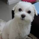 Maltese.54
