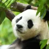 Avatar 1