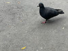 Swarms