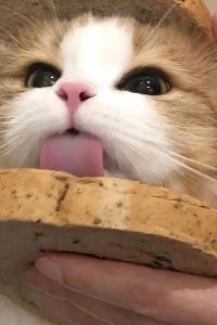 Yajiemmook ​考拉貝拉度假飯店優惠