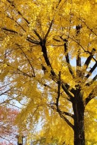 自在去旅行 富山站新幹線 1 號東橫 INN優惠