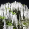 Avatar 1
