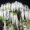 white_wisteria