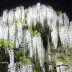 white_wisteria