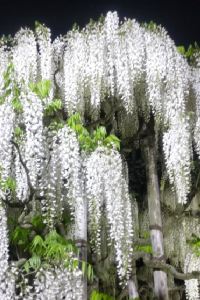 white_wisteria 箱根ゆとわ クーポン
