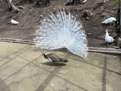 笨小孩