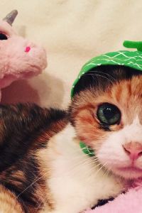 MinMinCat 香港亞士厘名致公寓酒店優惠