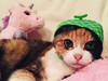 MinMinCat