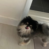 바딘