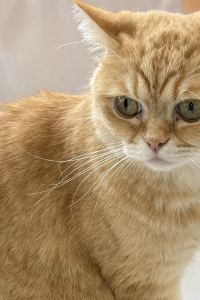 가춤이 맘모스 리조텔 쿠폰