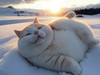 Casper Sun