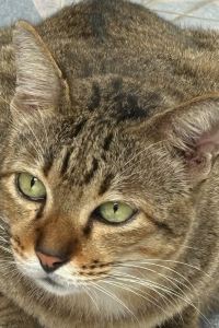 Peterkuok 曼谷素裡翁可可特爾飯店優惠