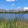 旅行隨行者