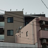 クロハコ