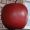 Apple2