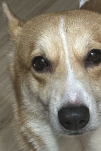 YTfam 深圳南山希爾頓逸林酒店及公寓優惠