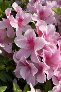 Sakurakko クインテッサホテル大阪心斎橋 Comic & Books クーポン