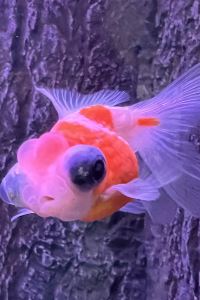 BriFkid 鼓浪嶼花之聲·花園美墅優惠