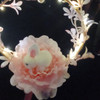cicicicici
