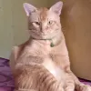 Avatar 1