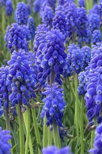 Dina Haryati 星光飯店優惠