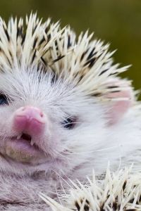 Rajski 梅林恩公園飯店優惠