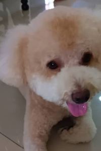 Cyy.. 夏都城旅（台南安平館）優惠