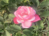 MarleneRemarque207