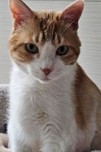 치즈언니