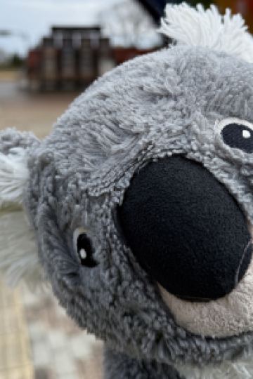 Koalamomo 小松屋渚館 クーポン