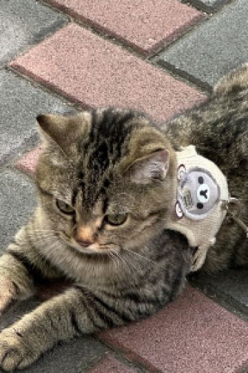 HahaA 017 ホテルグランビュー沖縄 クーポン