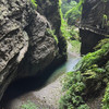 樹樹樹