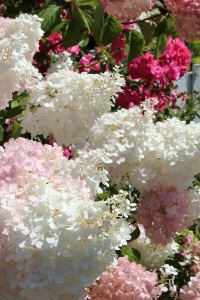みじゅき미즈 花園小屋優惠