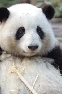 StephyTang