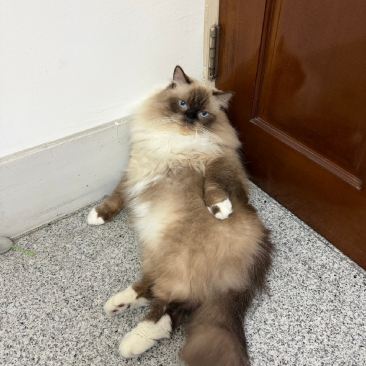 丙